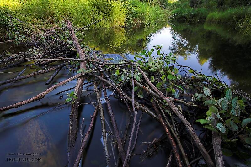 This beaver dam blocks fish movement in a small brookie stream.  Luckily the DNR seems to regularly remove the dams in this stretch, but the beavers just keep on rebuilding.

From Eighteenmile Creek in Wisconsin