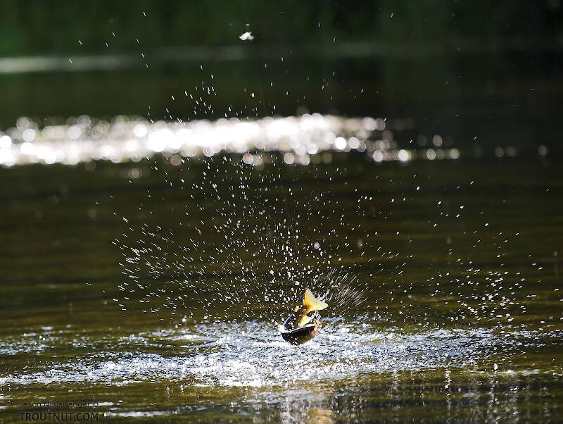 A small brown trout jumps at the end of my line.  Photo by Sandy Neuswanger.  Yes, the most popular photo on this website was taken by my mom when I handed off the camera to play this fish!