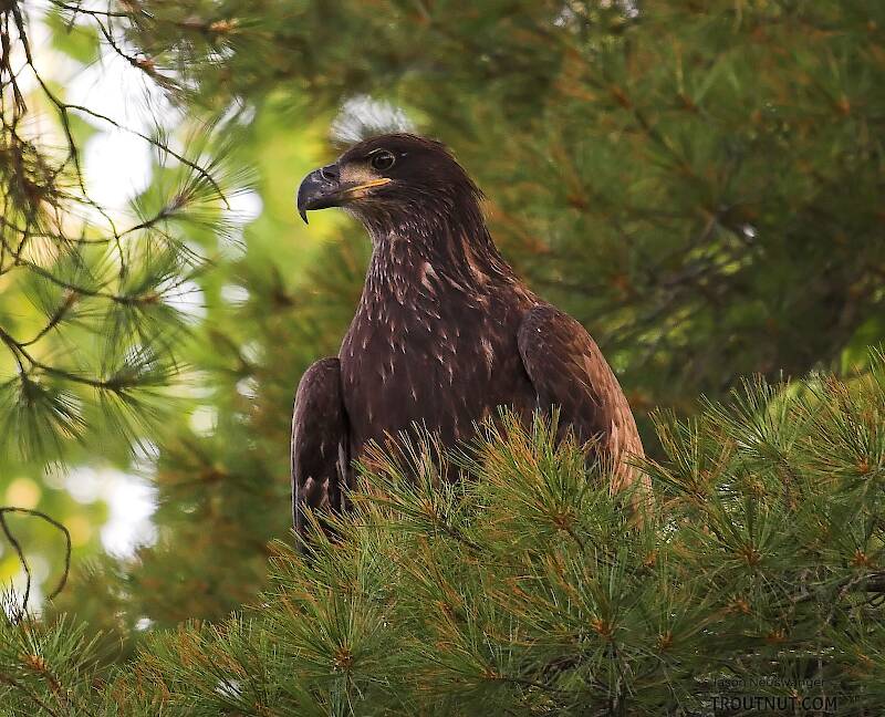 My dad held the canoe in place while I snapped a picture of this immature bald eagle perched in a pine over the river on an August evening.  It probably caught more fish than we did.