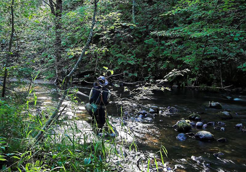 I'm kneeling low in this picture to avoid spooking wary small-stream trout.  It's important to blend into the background.