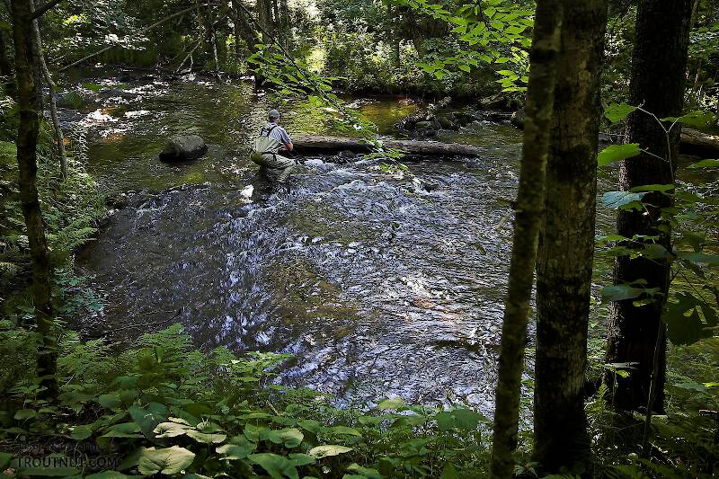 My dad stalks some wary small-stream trout, a mix of browns and brookies.