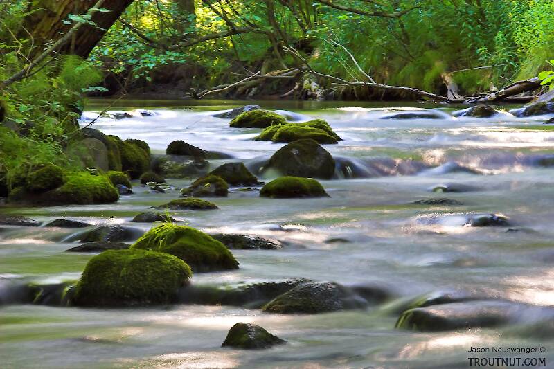 This swift little stream is one of my favorites.  It harbors an even mix of brook and brown trout and a mix of insect species very different from other streams I frequent.