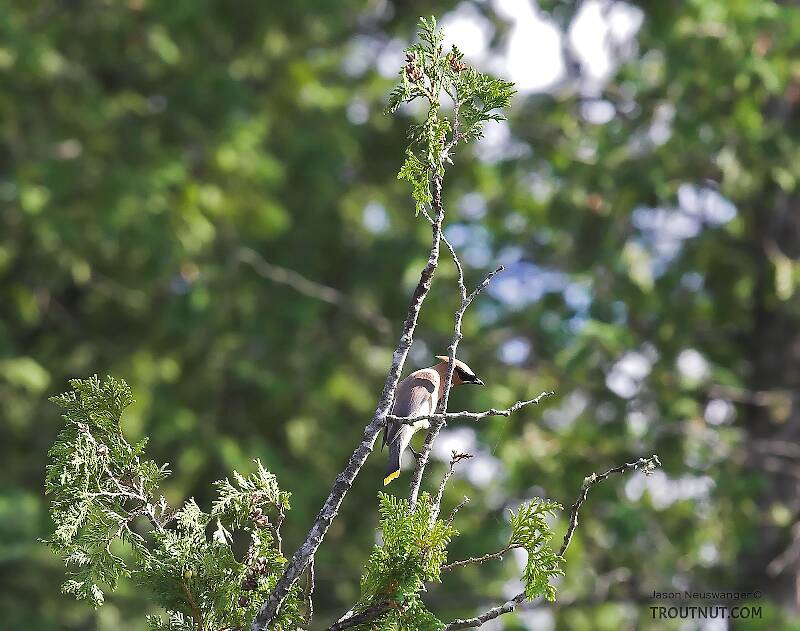 I photographed this cedar waxwing from the canoe as we passed by it.