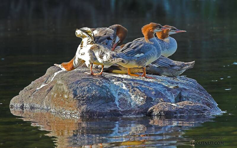 Some mergansers stretch and prepare to evacuate their rock as our canoe nears.