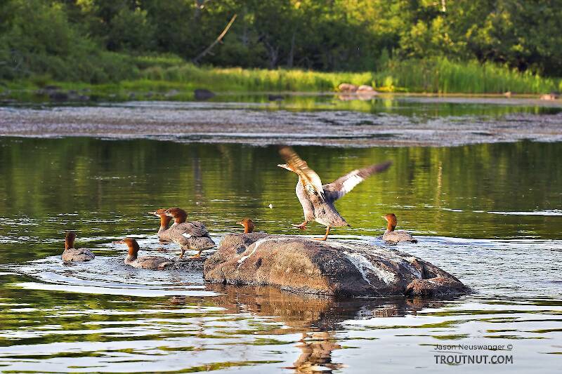 Several mergansers leave their rock in a mess.