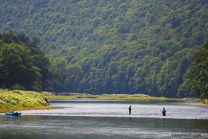 Several anglers fish the tail of a famous pool, loomed over by a Catskill mountain.

From the Delaware River, Junction Pool in New York