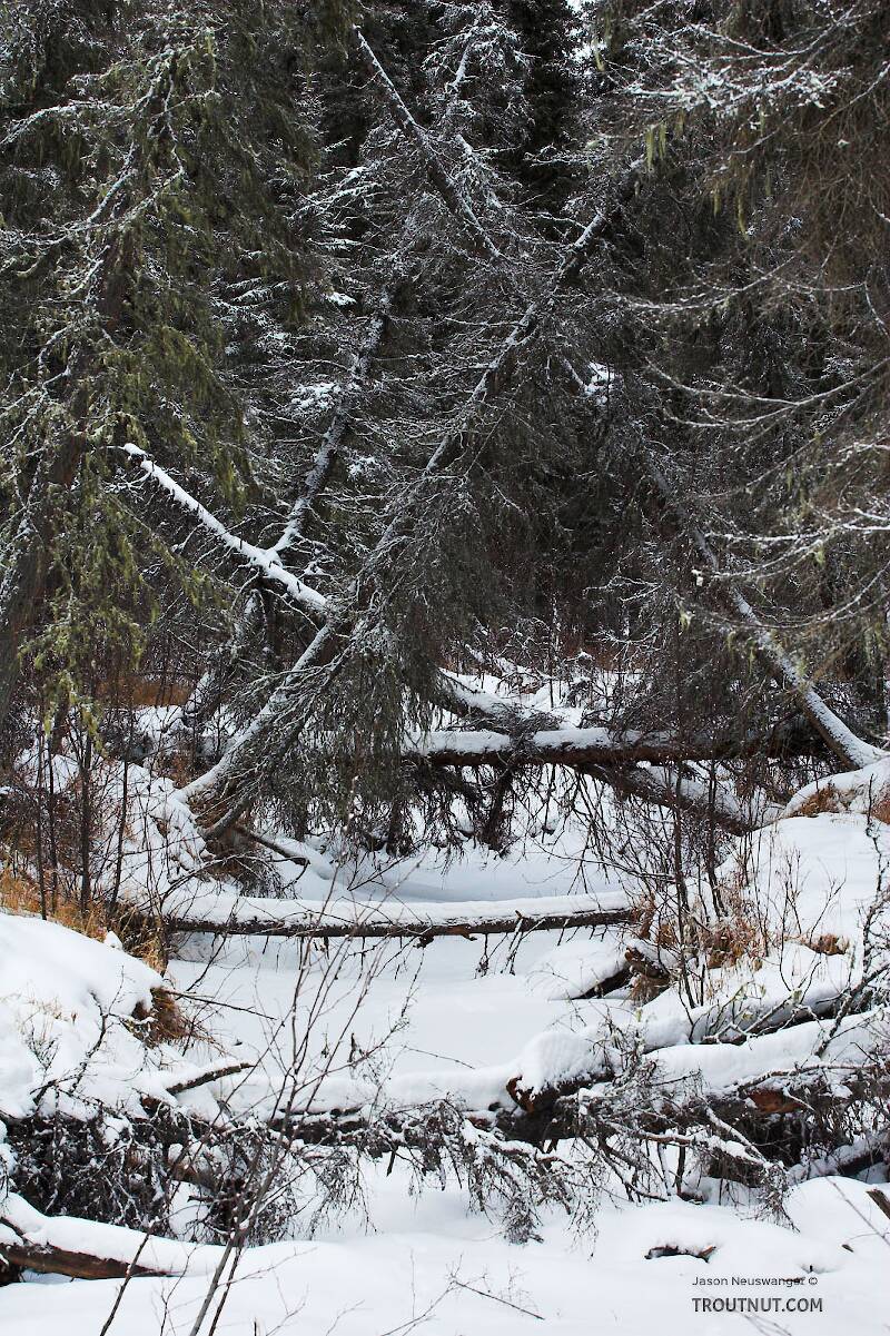 A tangled canopy of fir trees overhangs a small, completely frozen tributary of a grayling stream in central Alaska.

From Chena Hot Springs Road in Alaska