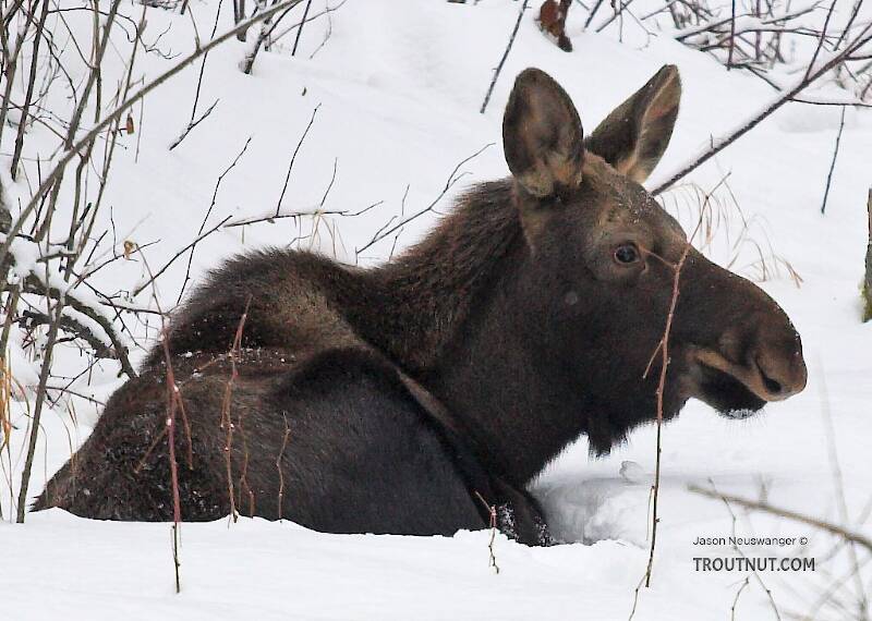 I spotted this moose calf resting in the snow across the road from the river I was photographing in Alaska in late February.

From Chena Hot Springs Road in Alaska