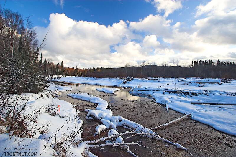 There are no trout here, but this beautiful river in Alaska is home to large Arctic Grayling and several species of salmon.

From the Chena River in Alaska