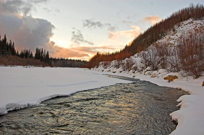 The high gradient kept this stretch of the river open despite the frigid winter temperature in central Alaska.

From the Chena River in Alaska