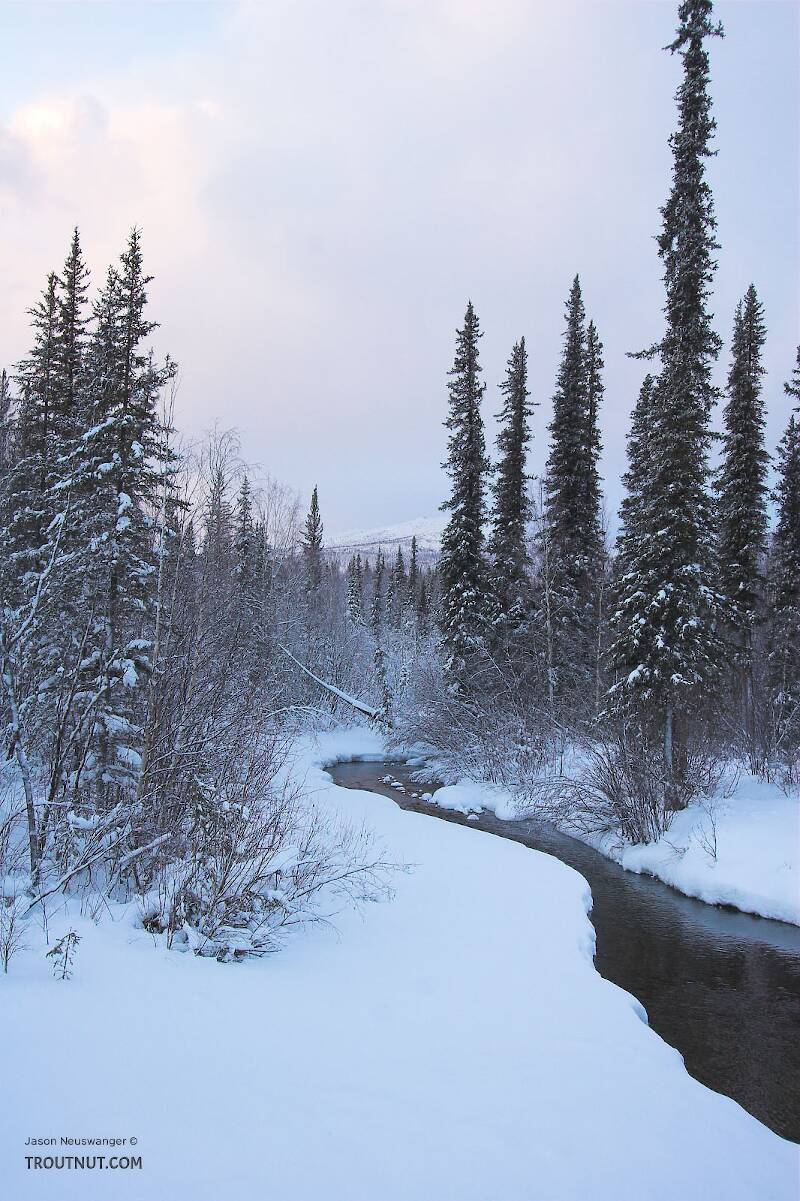 This is a small, photogenic tributary of the main river I was photographing in Alaska.

From the Chena River tributary in Alaska