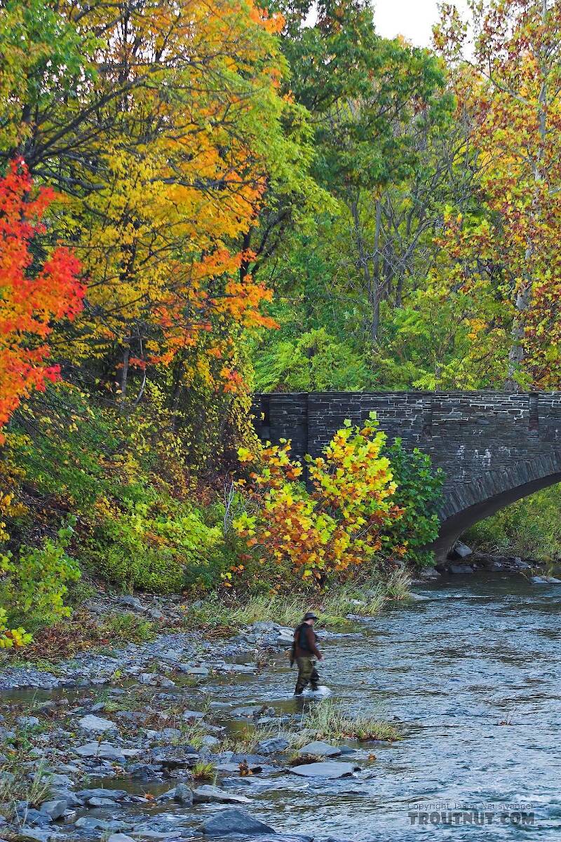 I cross a small river after an unsuccessful attempt to find some fall-run landlocked salmon.  This picture was taken shortly after another very nice wider picture of the same spot.

Photo by Elena Vayndorf.

From Toughannock Creek in New York