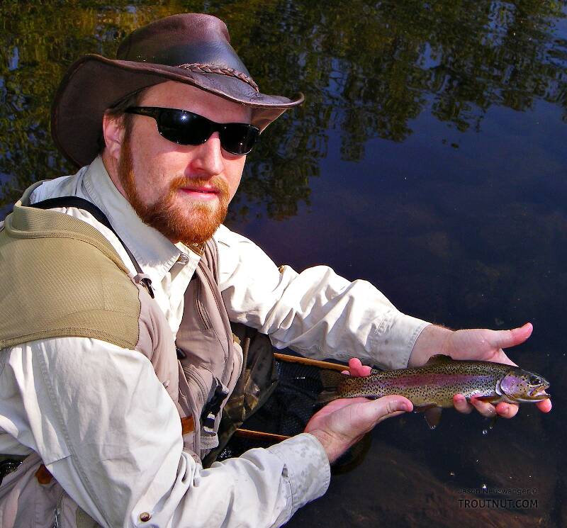 This beautiful little rainbow trout was feeding in late afternoon in the narrow tail of a reliable flat.