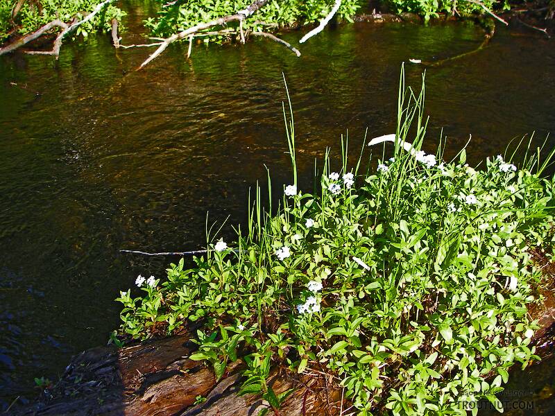 Forget-me-nots spread out over the midstream logs in a beautiful spring-fed, stable piece of trout stream.