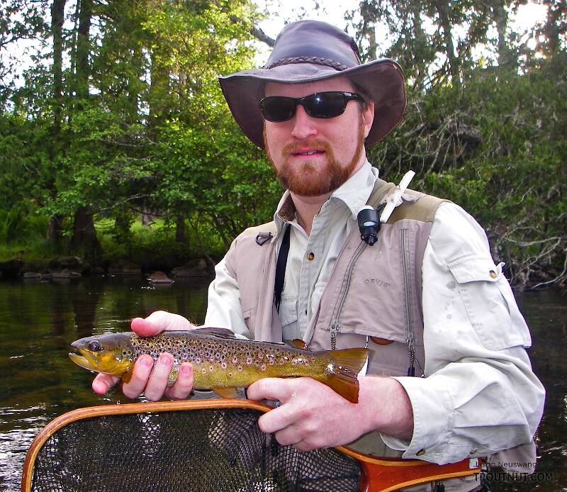 This fun little brown trout was one of many caught during an evening of excellent caddisfly activity.