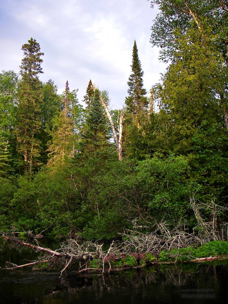 Cedar sweepers like these are a casting challenge and a trout paradise.