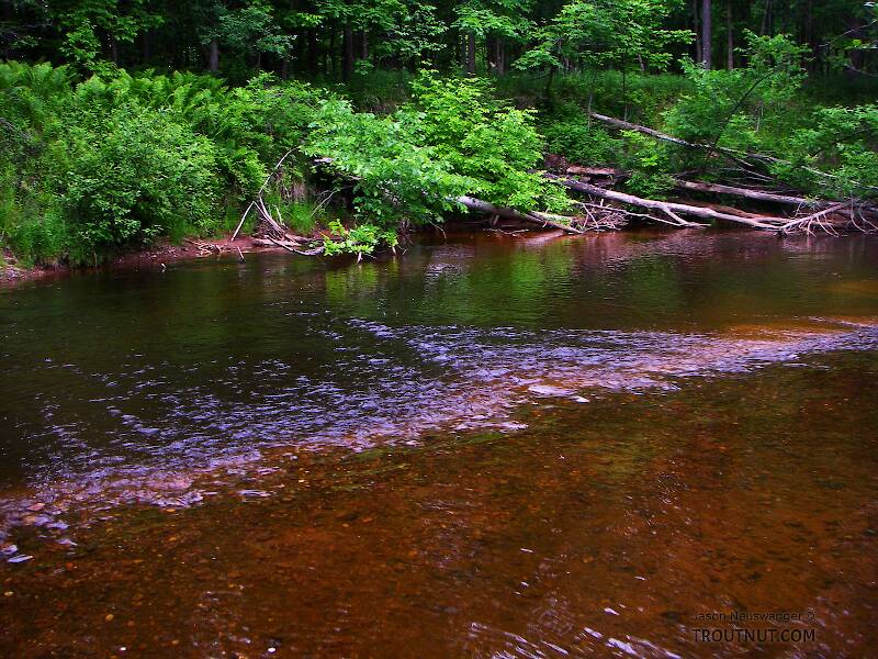 This is one of my favorite small-stream pools because it's so fishable.  The little stream holds brookies, browns, and rainbows in equal number, never spectacular, but there's always a little something.

From the Marengo River above Four Corners Store Road in Wisconsin