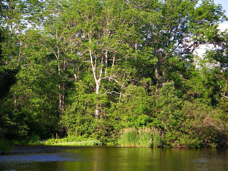 The Namekagon River near Seeley in Wisconsin