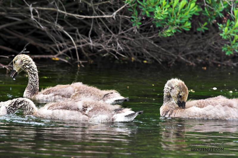 These baby Canada geese are just beginning to grow their real feathers.