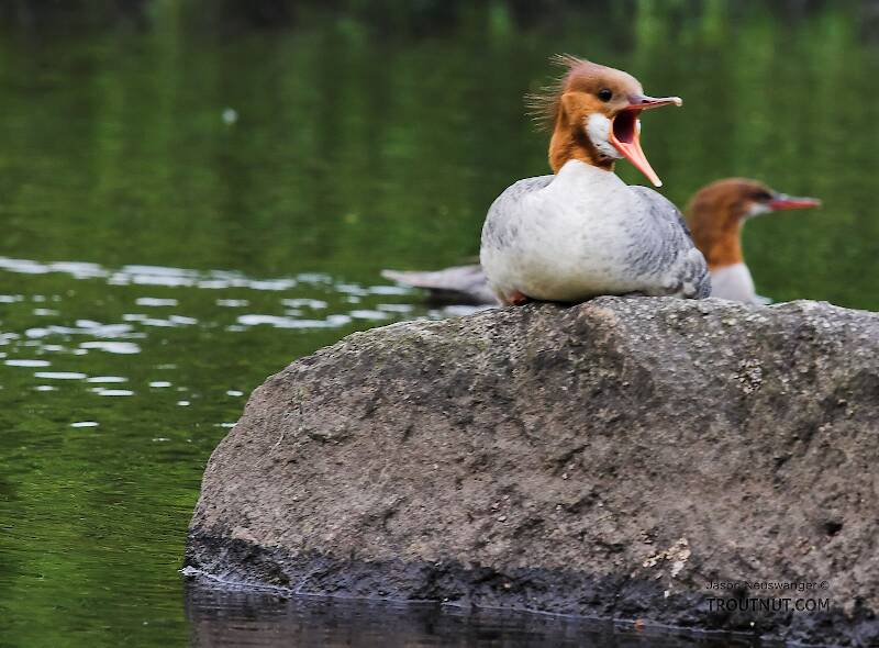 Look at the hole in that thing's mouth... no wonder mergansers are a threat to trout.