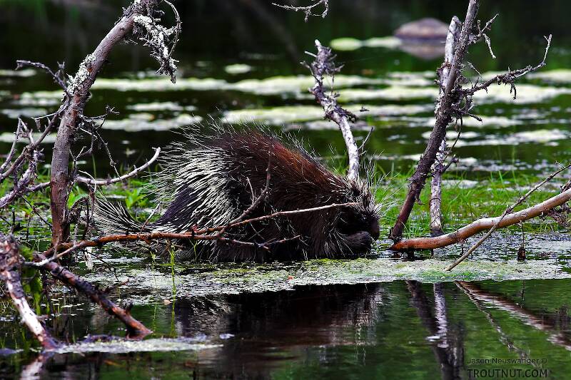 This porcupine seemed to be feeding on the filamentous green algae that had accumulated around the tip of a fallen cedar sweeper on a classic piece of northwoods trout water.
