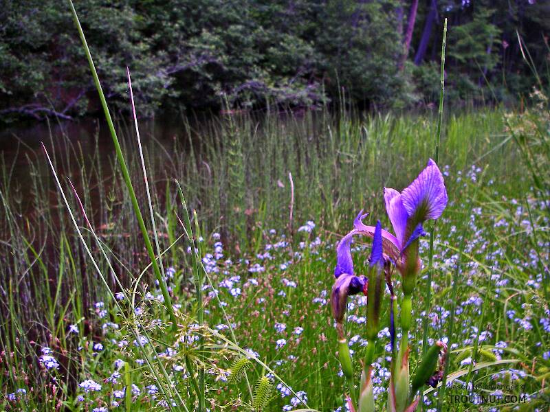 Irises and forget-me-nots grow all along this stretch of one of my favorite rivers.