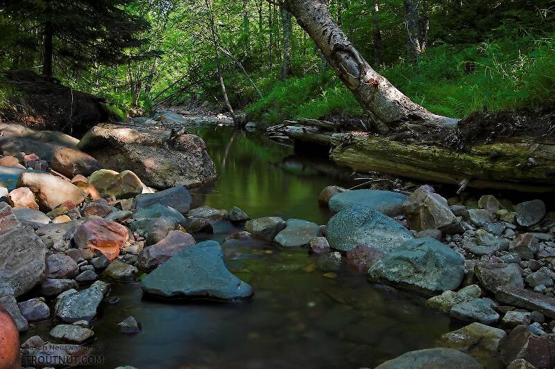 Spring Creek in Wisconsin