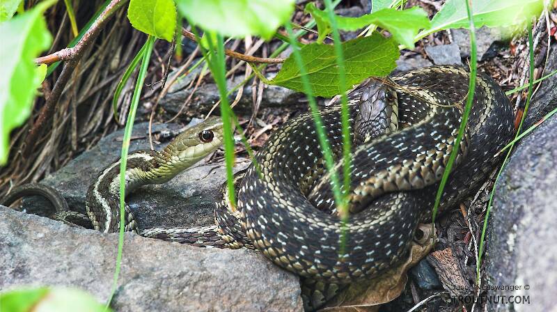 Two garter snakes rest on the warm rocks alongside a path through a trout stream gorge.

From Enfield Creek in New York
