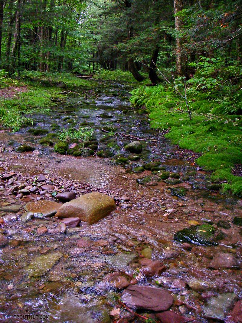 The clear little stream I was fishing is fed by a tiny tributary running across a beautiful bed of nothing but moss.

From the Mystery Creek # 23 in New York