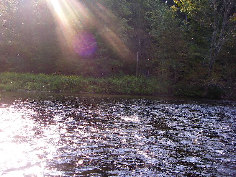 Twinkling Tricos in the air.

From the Neversink River in New York