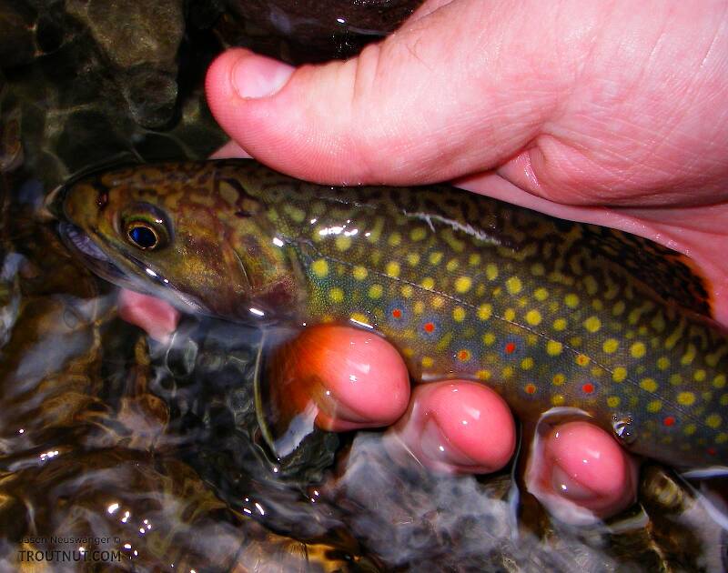 A perfect brook trout.