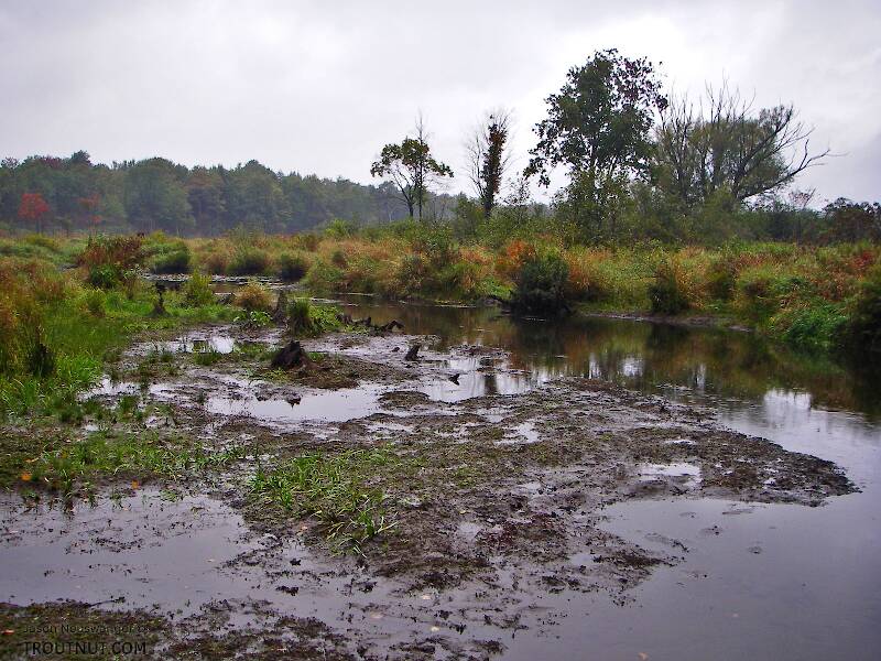 This seems to be a recently drained beaver pond in a swampy stretch of a trout stream.

From Fall Creek in New York