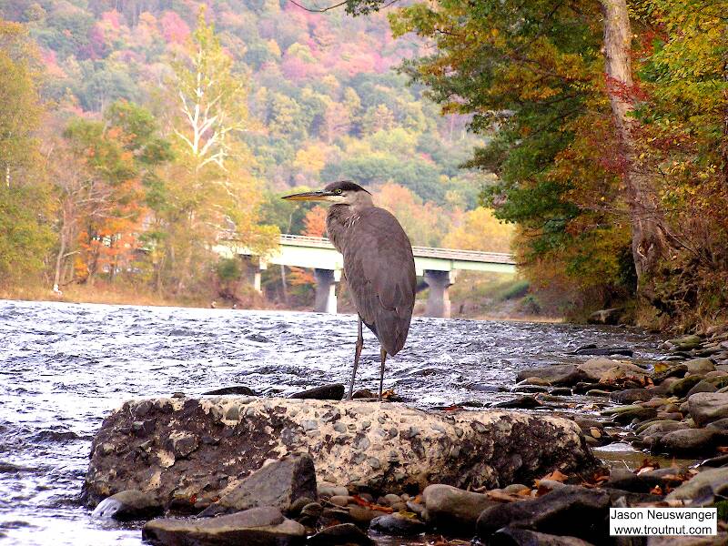 I'm breaking my rule about naming locations for this picture, since the context adds much to its meaning.  This great blue heron is standing on a slab of river-worn concrete silhouetted against the NY Quickway bridge over the Beaverkill River at Cairn's Pool.  Several human fishermen pursue trout from one shore while an avian fisherman pursues them from the other.

From the Beaverkill River in New York