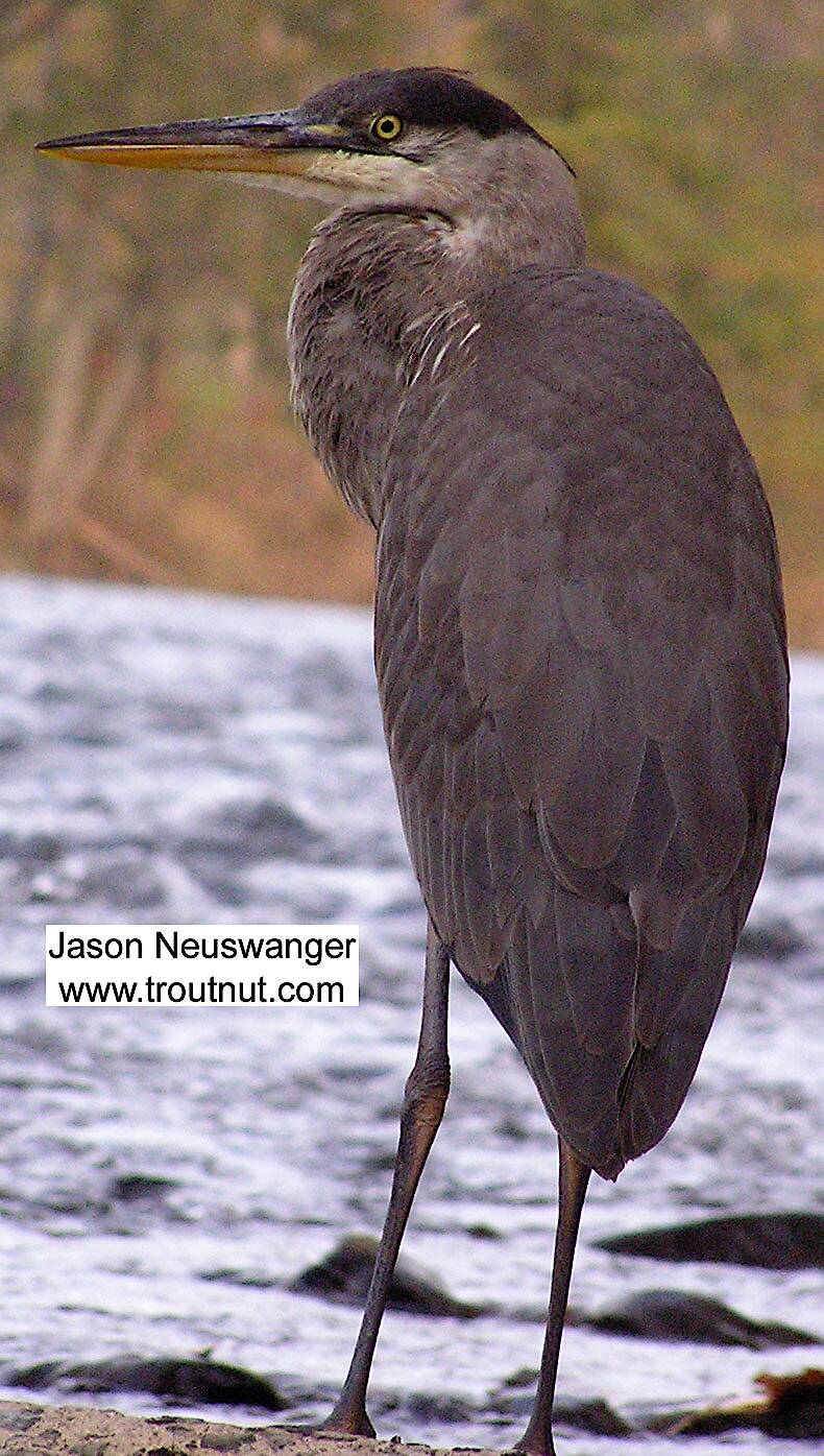 A great blue heron flaunts his contraband spey hackle.

From the Beaverkill River in New York