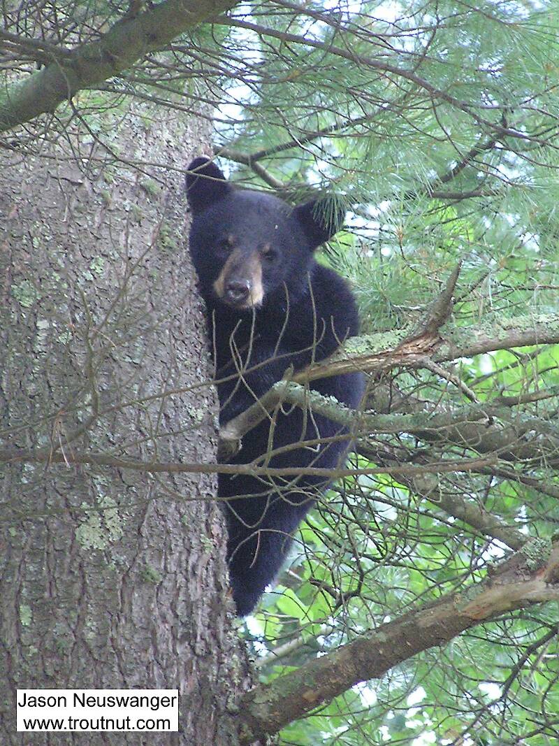 A black bear cub stares down at me from a large pine near one of my favorite trout streams.

From McNaught Road, near the upper Namekagon in Wisconsin