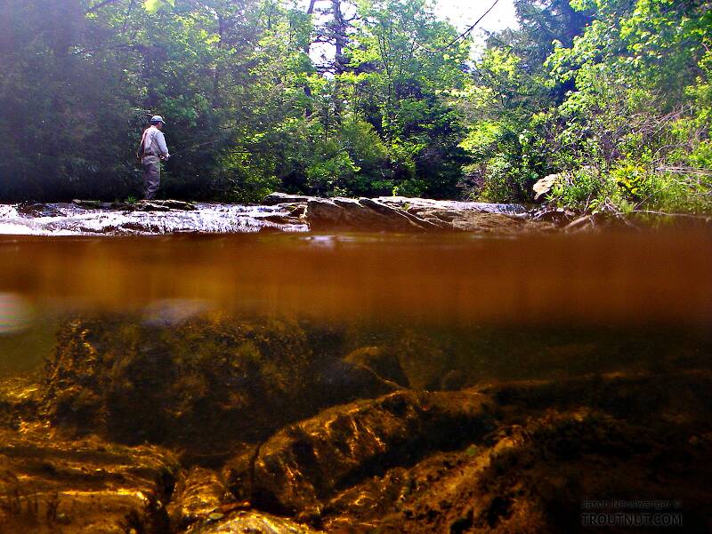 This above/below shot has Gonzo fishing on top and a beautiful tea-stained little Pocono stream on the bottom.

From Mystery Creek # 42 in Pennsylvania