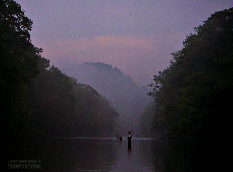 I was stuck sharing a long pool with several other fishermen on this popular spring creek, but I had the best fishing (the tail of the pool) all to myself, because it took the most walking to get there.  The dusk hatch was extremely intense, complex, and difficult.

From Penn&#039;s Creek in Pennsylvania