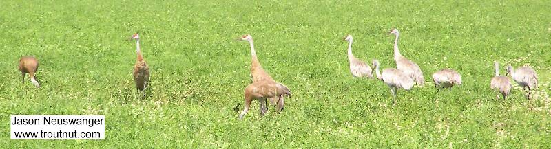 On my way to a favorite brook trout stream, I spotted several sandhill cranes in a Wisconsin farm field.

From Rusk County, WI in Wisconsin