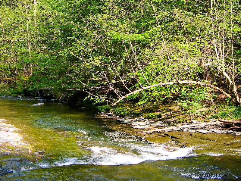 Enfield Creek in Treman Park in New York