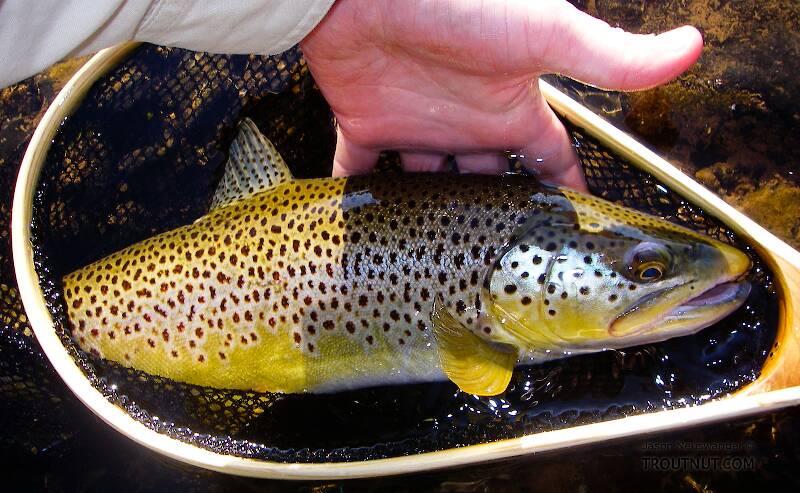An 18-inch Catskill brown trout.