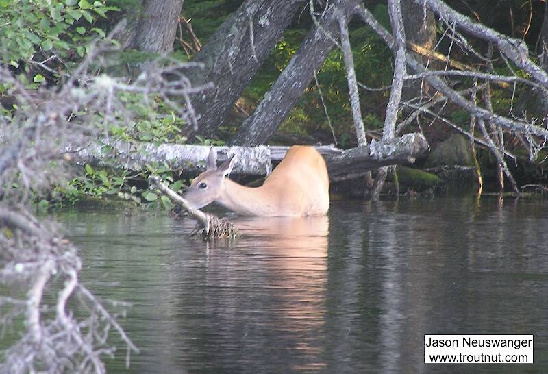 A whitetail deer takes a cool drink on a hot August afternoon.