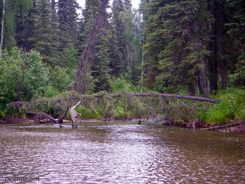 My dad went to great lengths to place a good cast above this high spruce sweeper into a little back slough where he saw a grayling rise.  The cast was good, he assures me, but the grayling did not take.

From the Chatanika River in Alaska