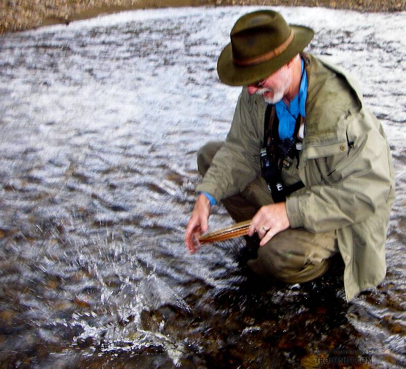 Another entry into my "dad dropping a fish" series.  Here he's dropping his first arctic grayling back in the drink.  It was still on the hook, so we got a better picture shortly.

From the Chatanika River in Alaska