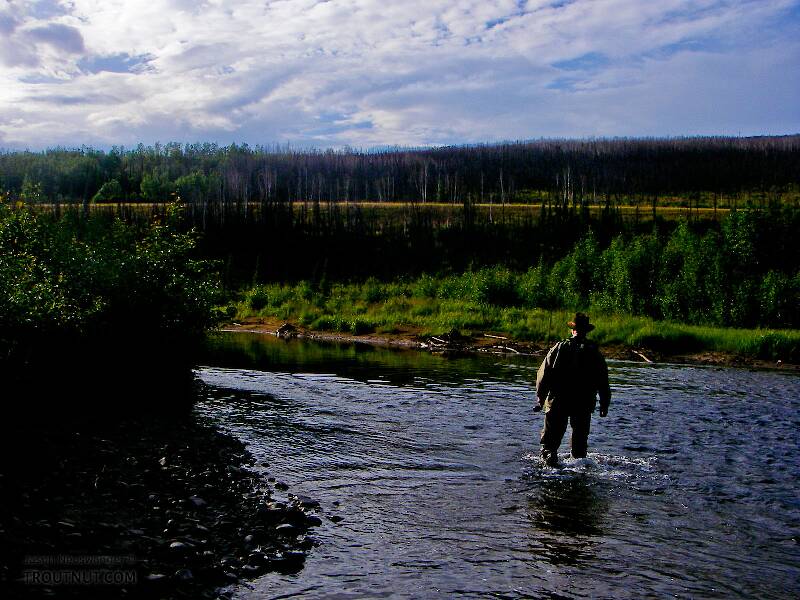 My dad walks back to the car after a few hours catching grayling.

From the Chatanika River in Alaska