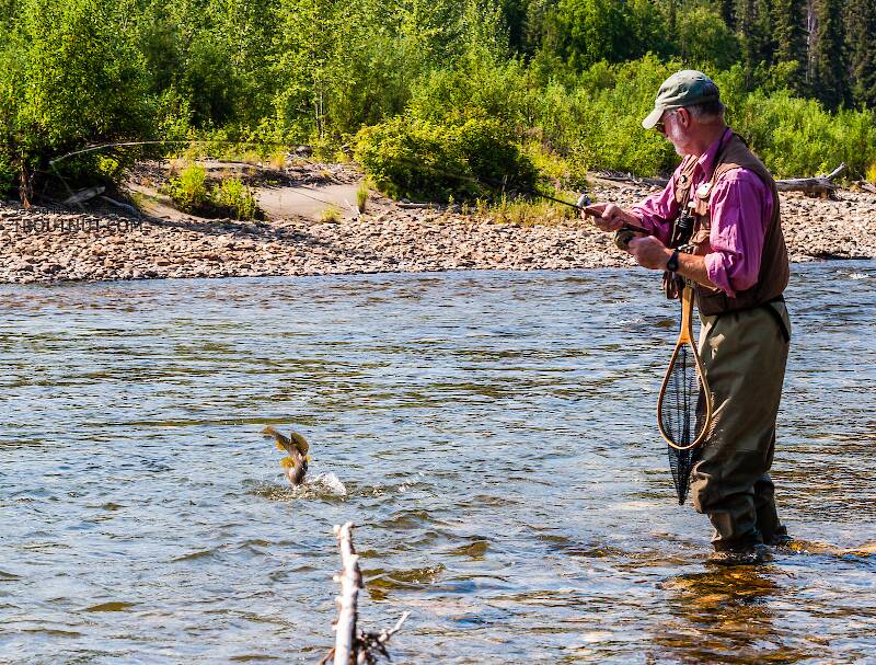 Here my dad's fighting a very nice arctic grayling, and this photo caught it mid-jump at the end of his line.  This one eventually shook the hook, but we both caught many more in the same size range.

From the Chena River in Alaska