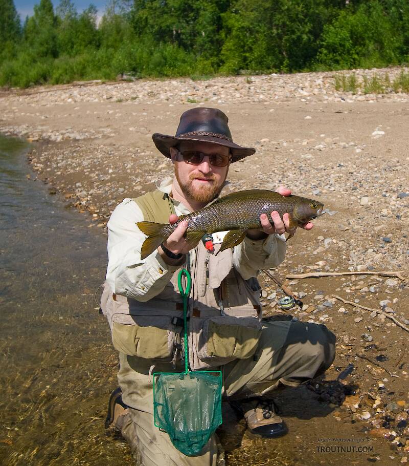 This is probably my largest grayling to date -- it's about 18 inches.