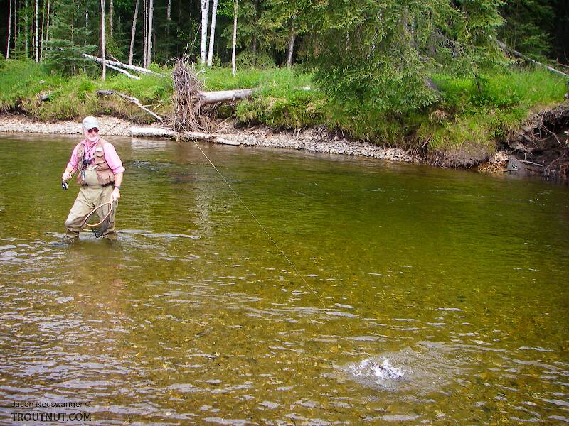 My dad fighting a grayling.

From the Chena River in Alaska
