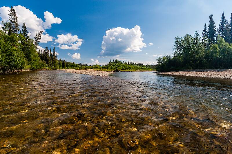 Two major forks of this grayling stream come together in this pretty pool.

From the Chena River in Alaska