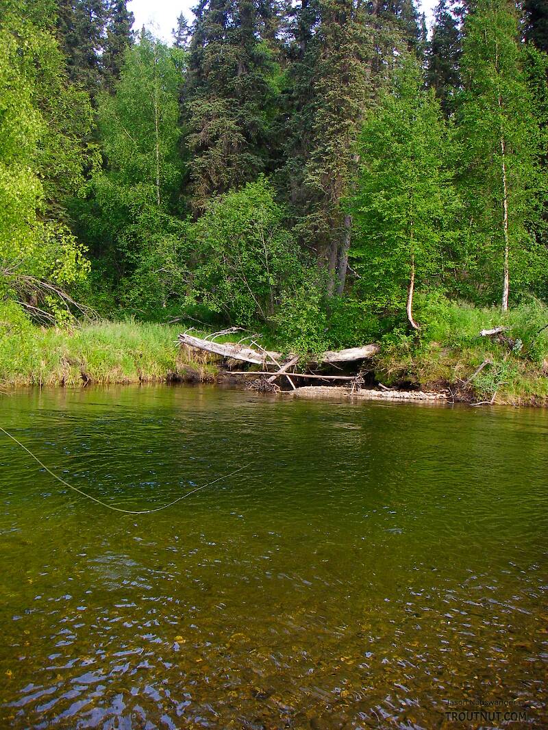 What a great place for a fly line to be!

From the Chena River in Alaska
