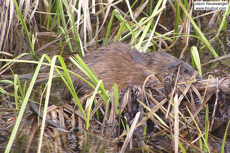 This muskrat swam around me for a while as I fished a caddisfly hatch.